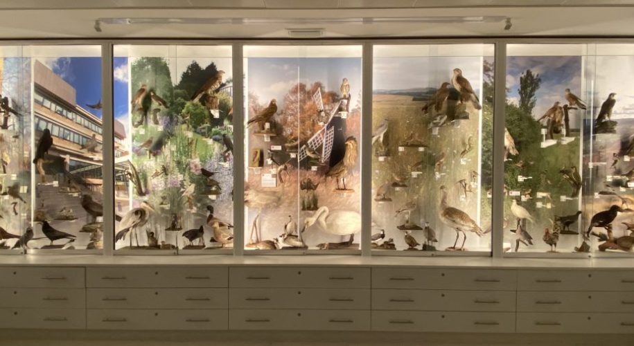 British bird display at the Museum of Zoology