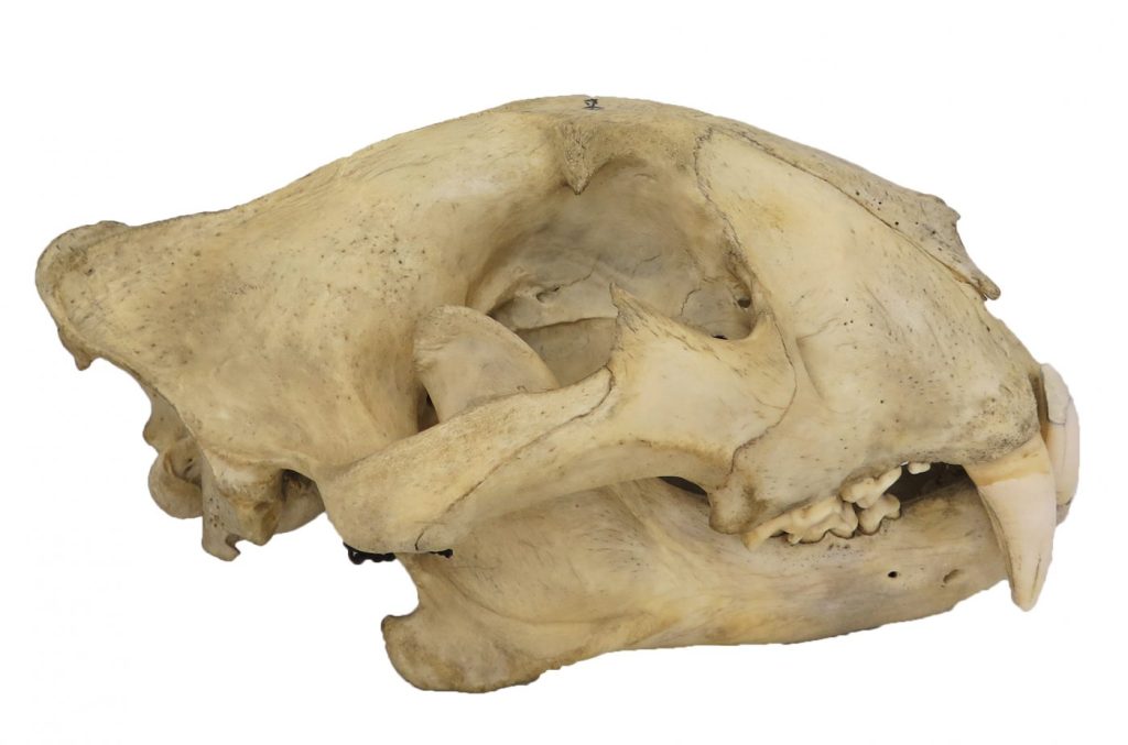 Photograph of the skull of an adult tiger