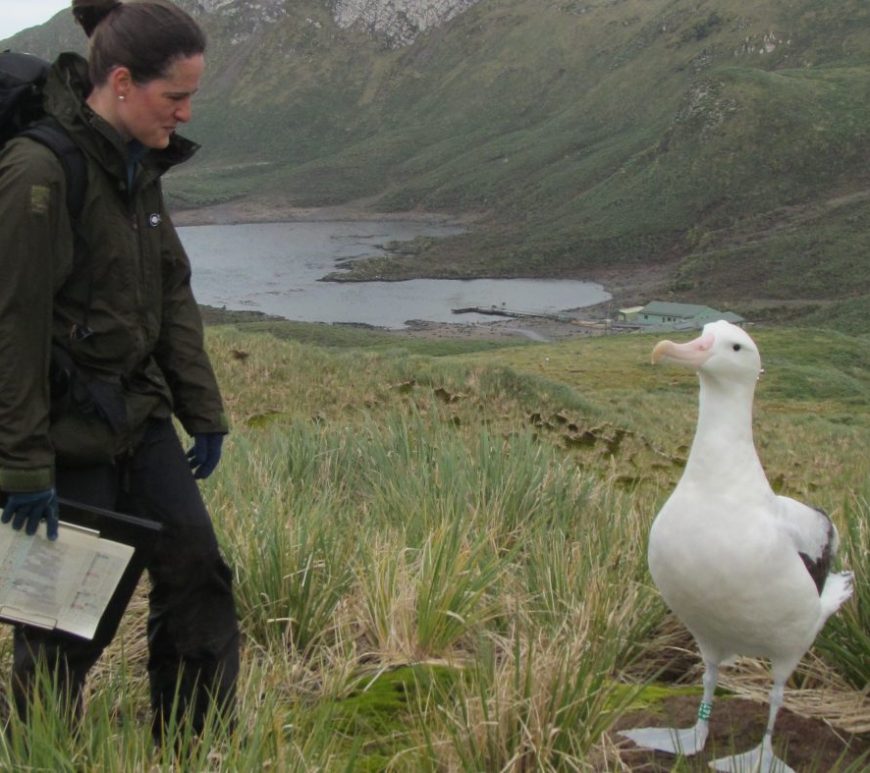 Ana Carneiro looking at albatross