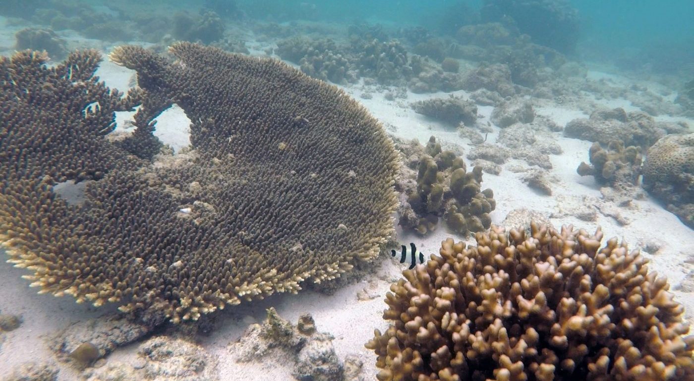 Coral reef. Credit S Steele