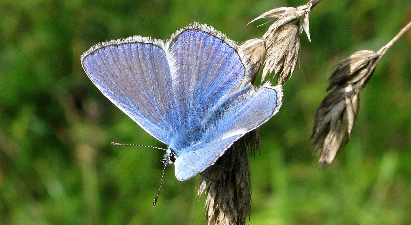 Common blue butterfly. Image credit John Howlett