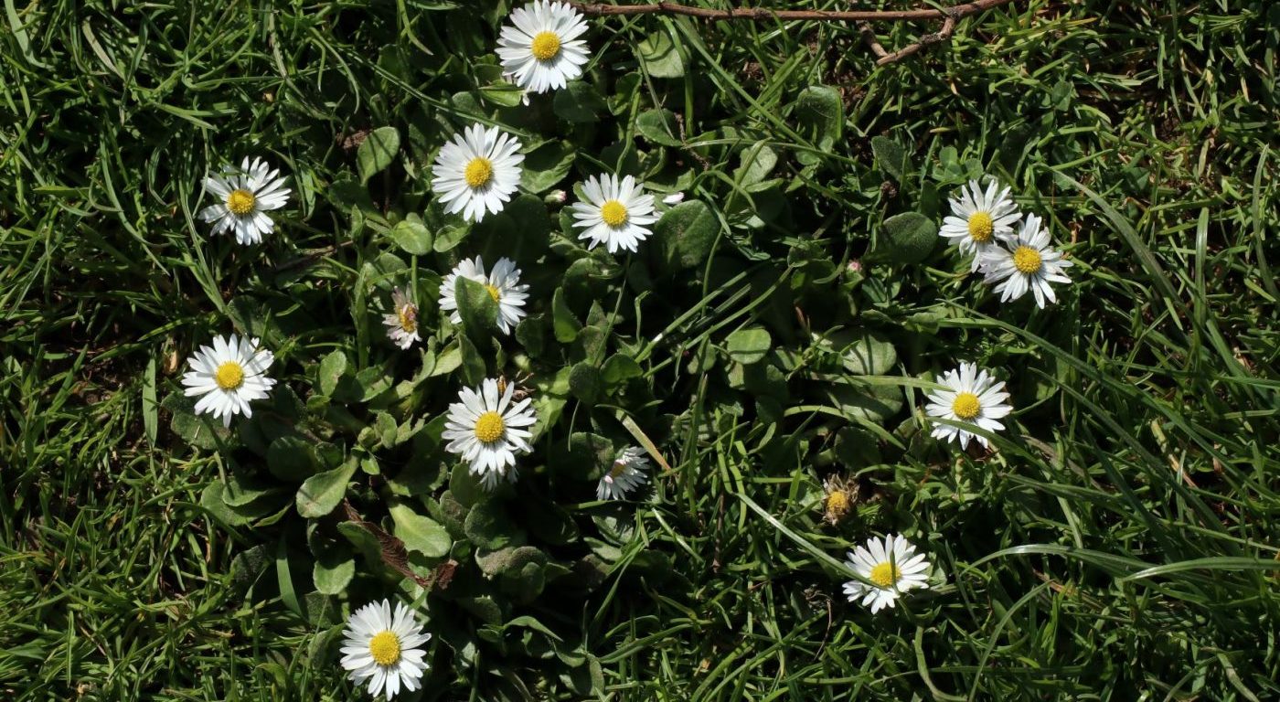 Photograph of daisies take from above