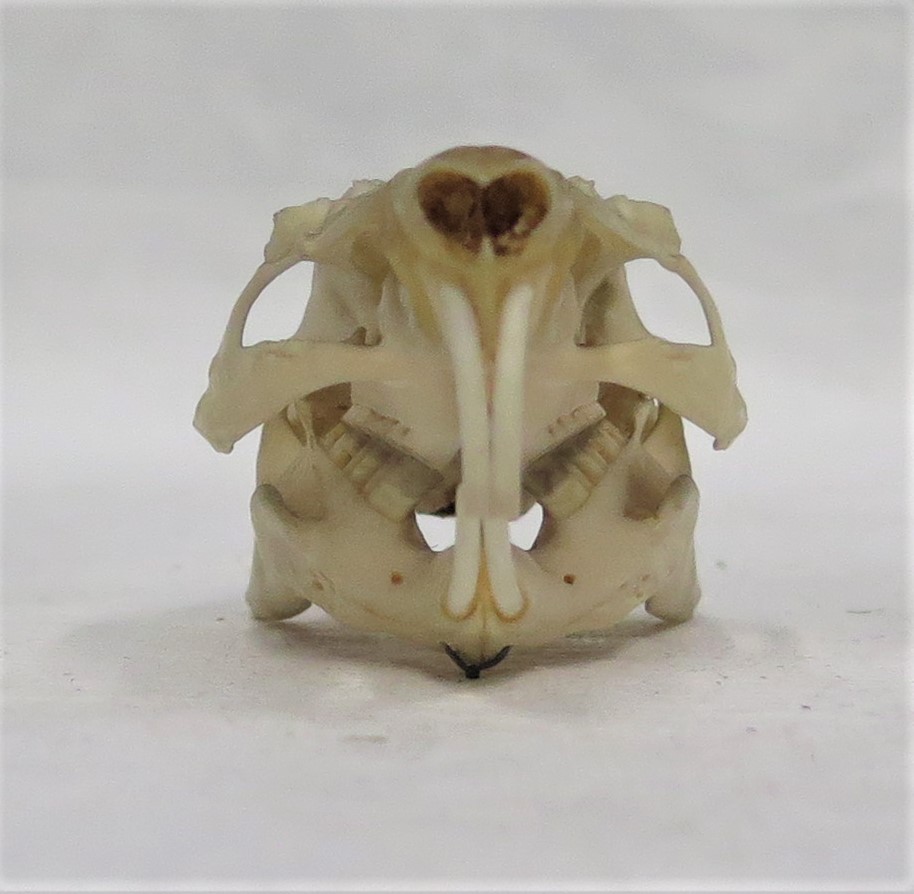 Photograph of a guinea pig skull in front view