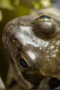 Photograph of the head of a frog from above