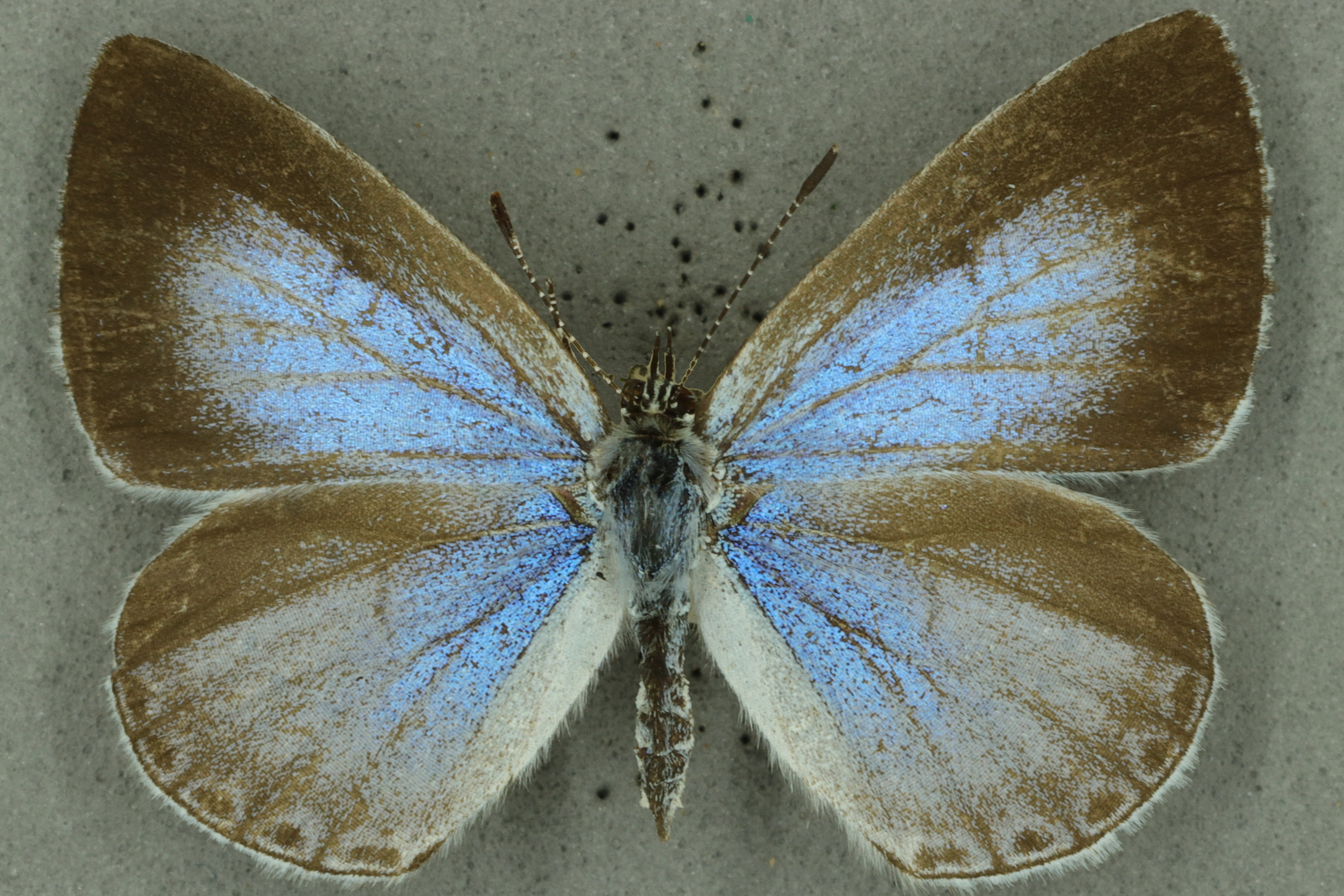 Holly blue female, University Museum of Zoology collection. Copyright University of Cambridge