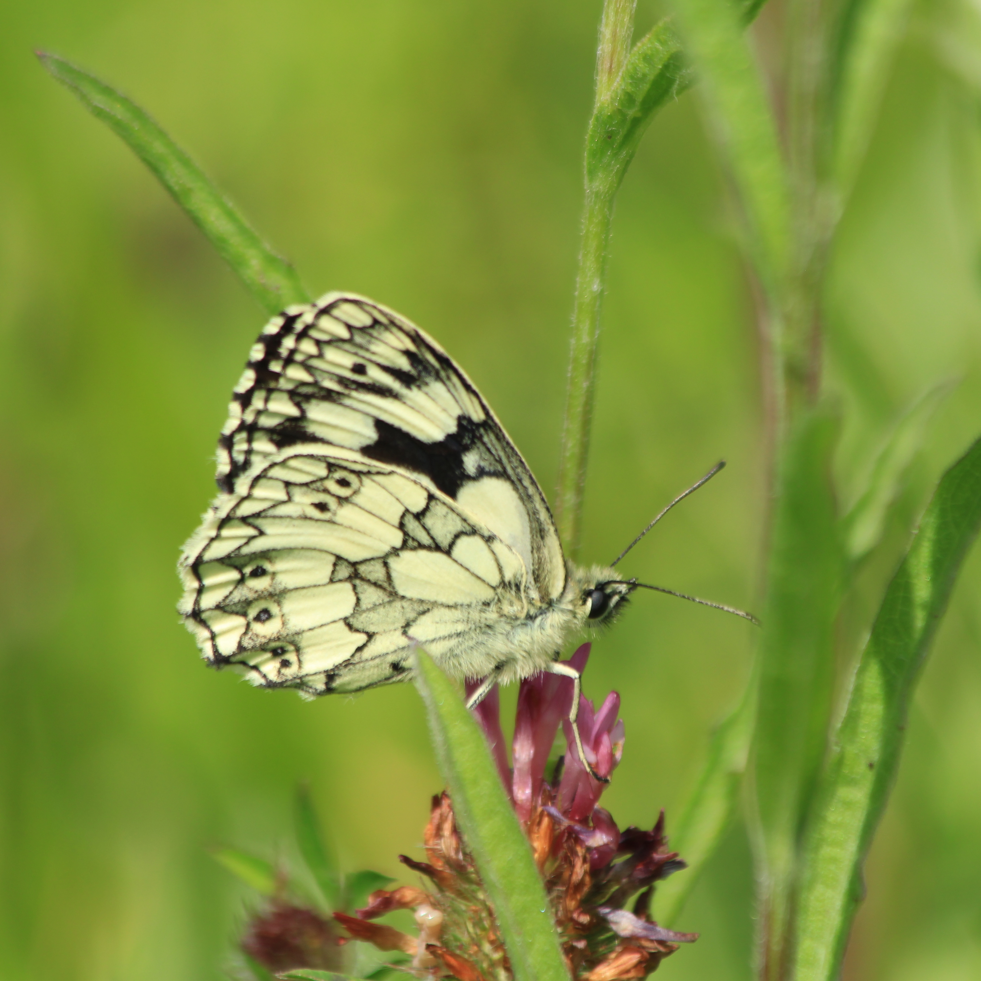 Marbled white. Credit Andrew Bladon