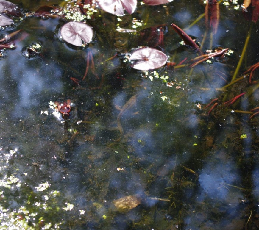 Photograph of a newt swimming up under a waterlily leaf