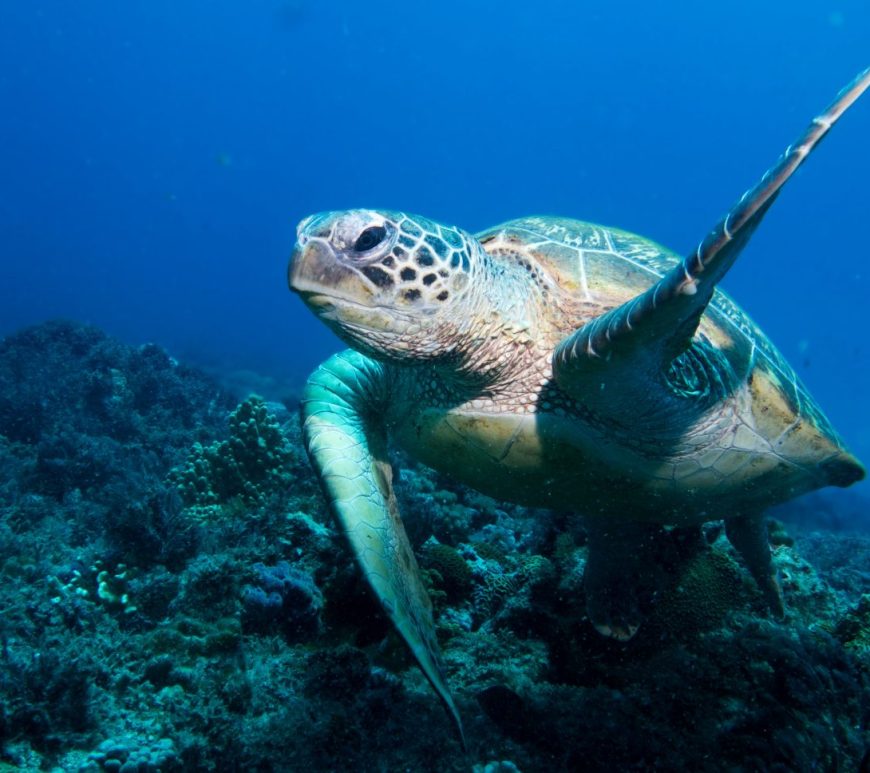 Photograph of a green turtle swimming