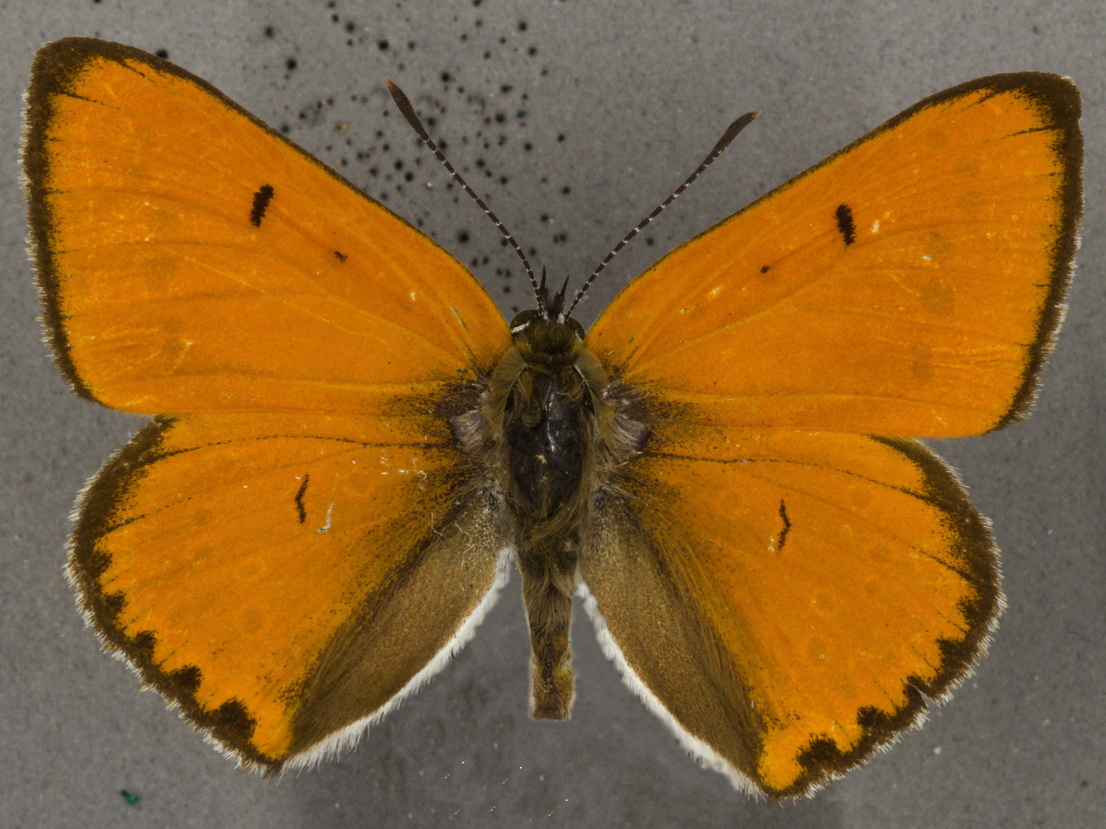 Large copper, male. University Museum of Zoology collection, copyright University of Cambridge