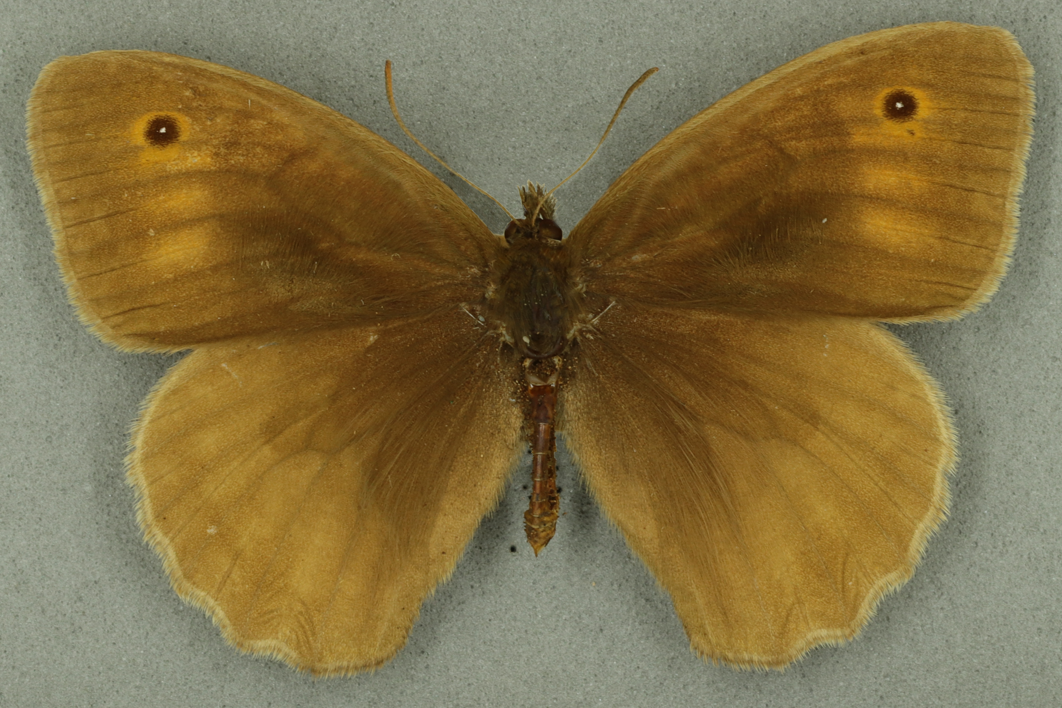 Meadow brown, male. University Museum of Zoology collection. Copyright University of Cambridge