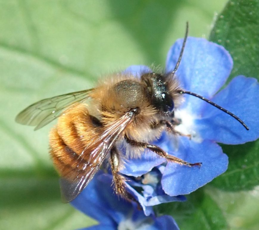 Photograph of a mason bee