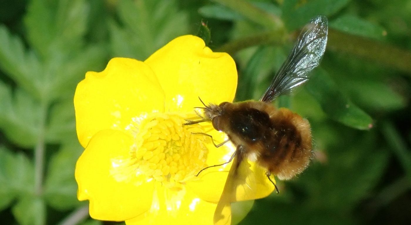 Photograph of a bee fly