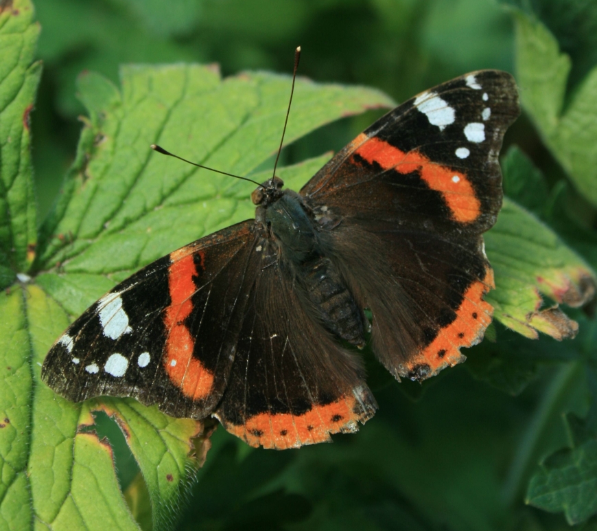 Red admiral butterfly, Vanessa atalanta. Image credit Andrew Bladon
