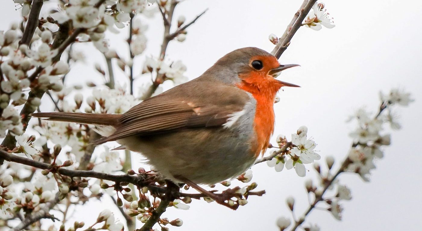 Photograph of robin singing