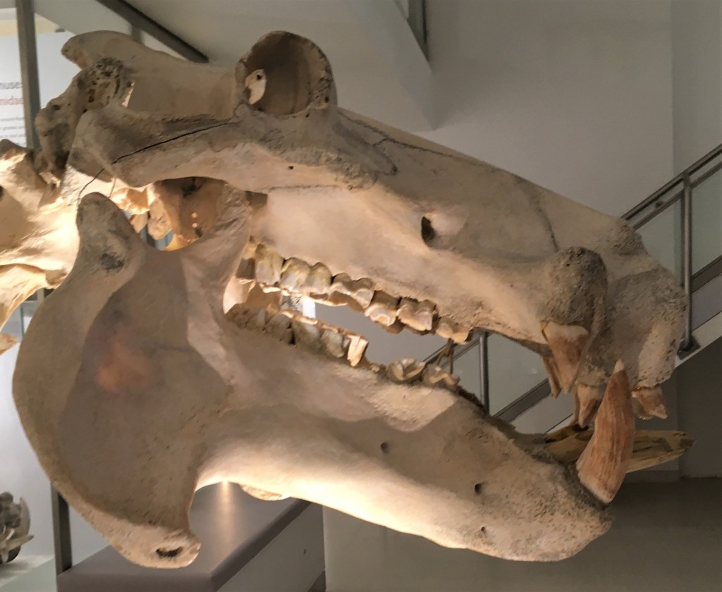 Photograph of a hippo skull