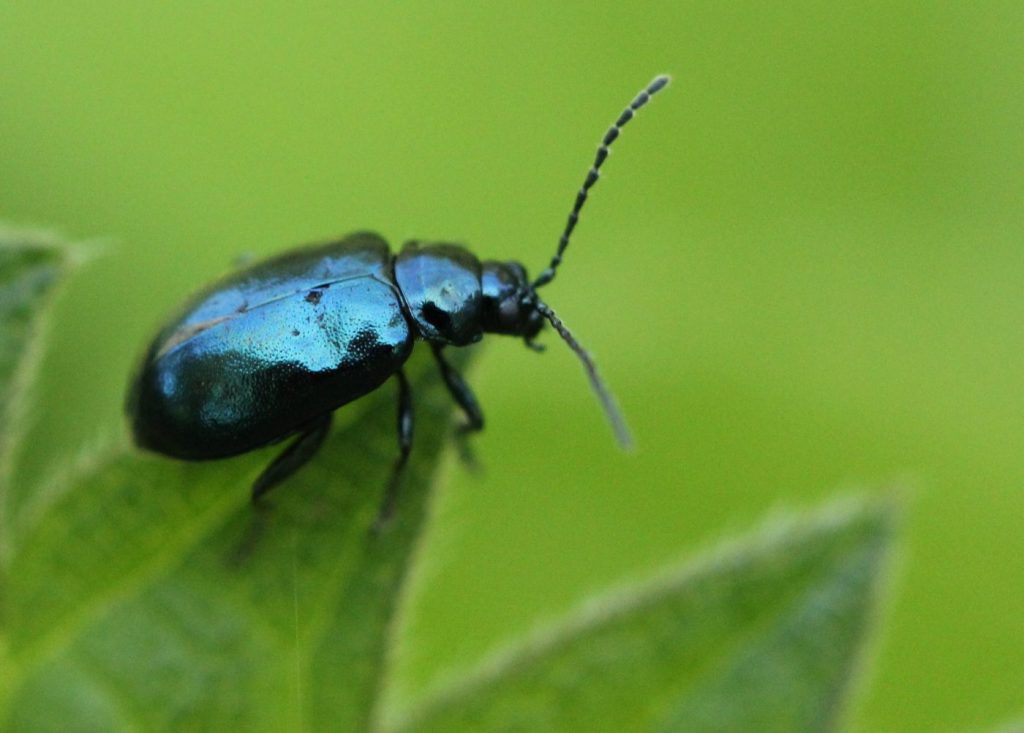Photograph of a fela beetle
