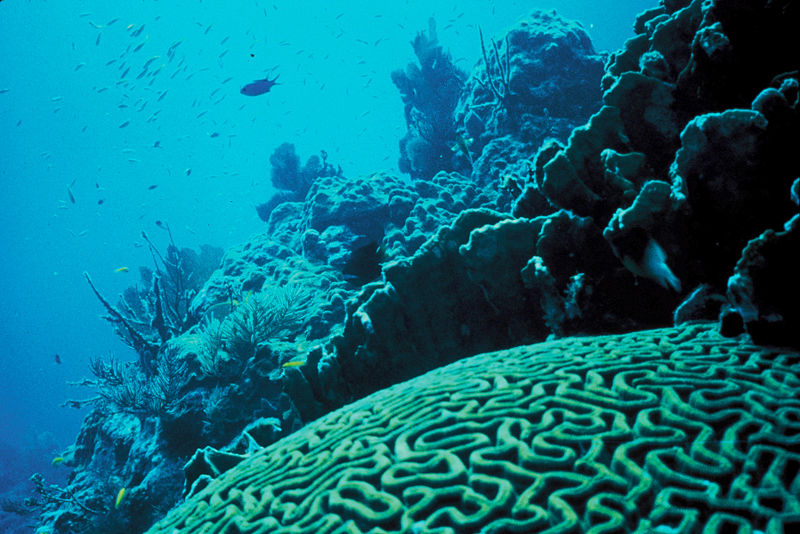 Photograph of a coral reef