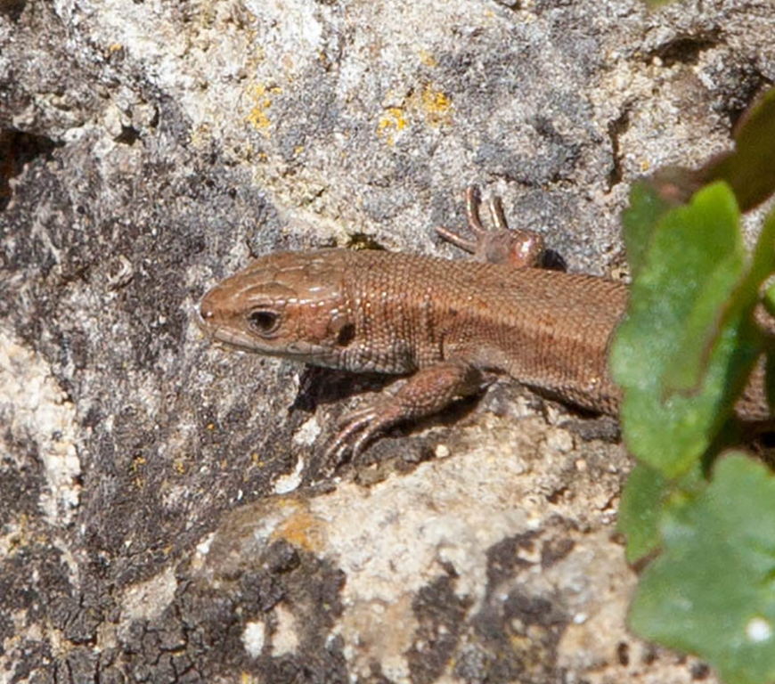 Common lizard. Image credit John Howlett