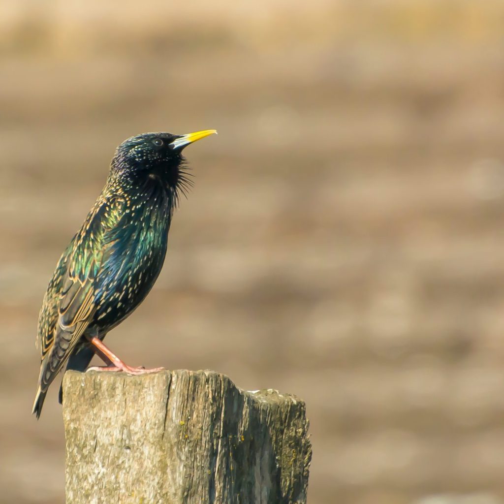 Starling. Matt Lowe (collections manager)