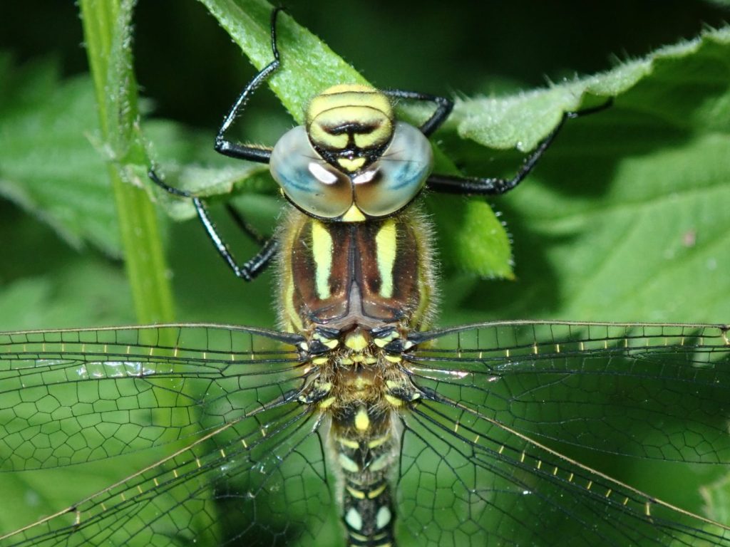 Photograph of a southern hawker dragonfly