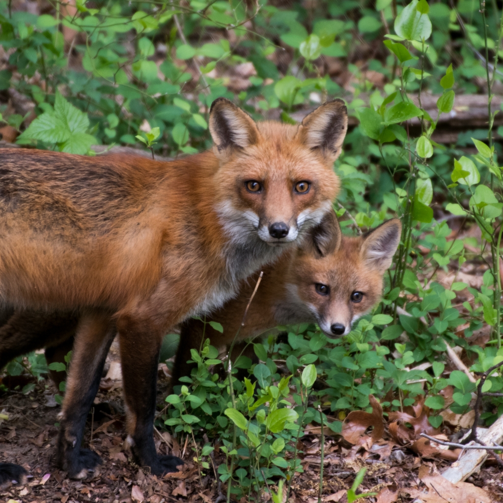Photograph of a pair of foxes looking toward the viewer