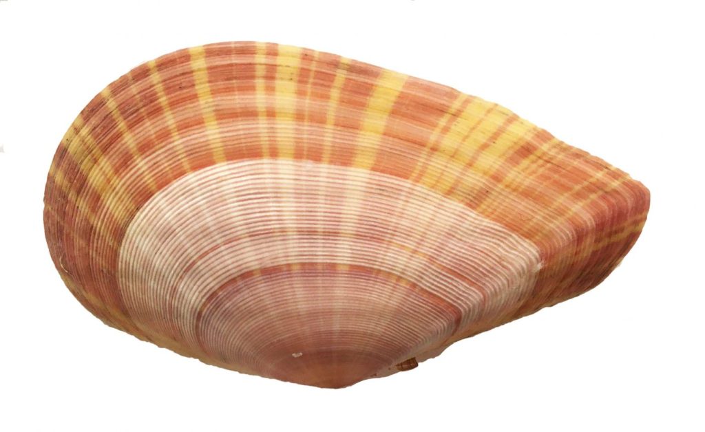 Beautiful shells; their nature, structure, and uses familiarly explained,  with directions for collecting, cleaning, and arranging them in the cabinet  and descriptions of the most remarkable species. Shells. 38 Beautiful  Shells