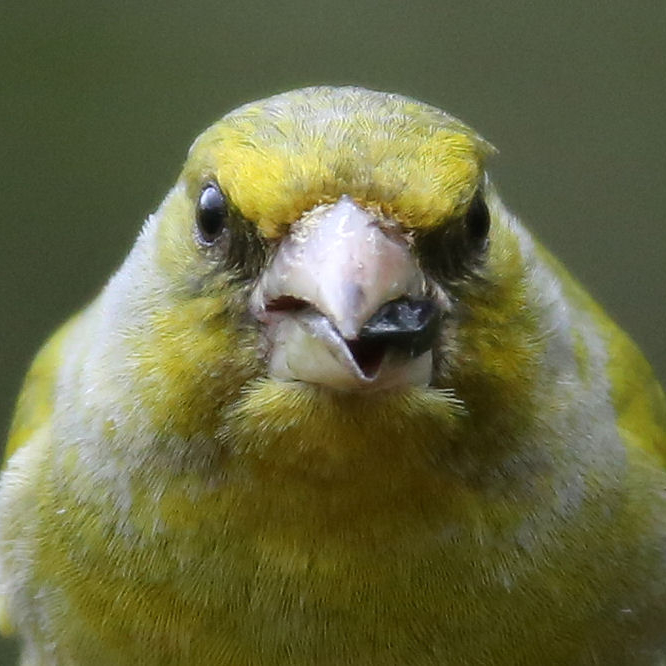 Photograph of a greenfinch eating a seed