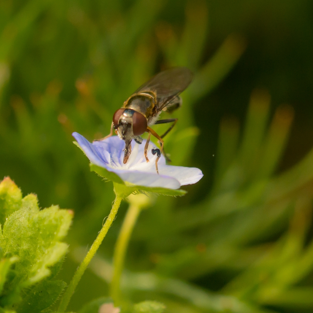Photograph of a fly on a flower