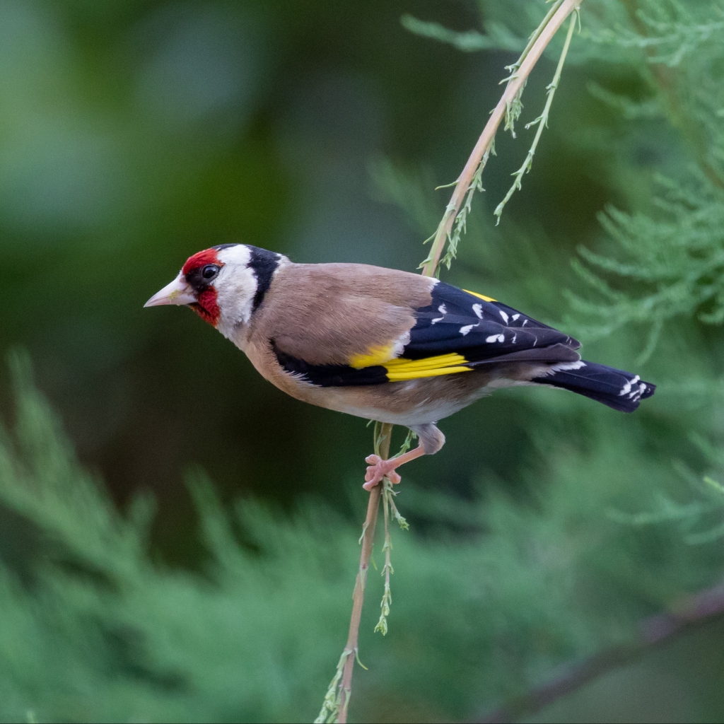 Photograph of a goldfinch in a conifer