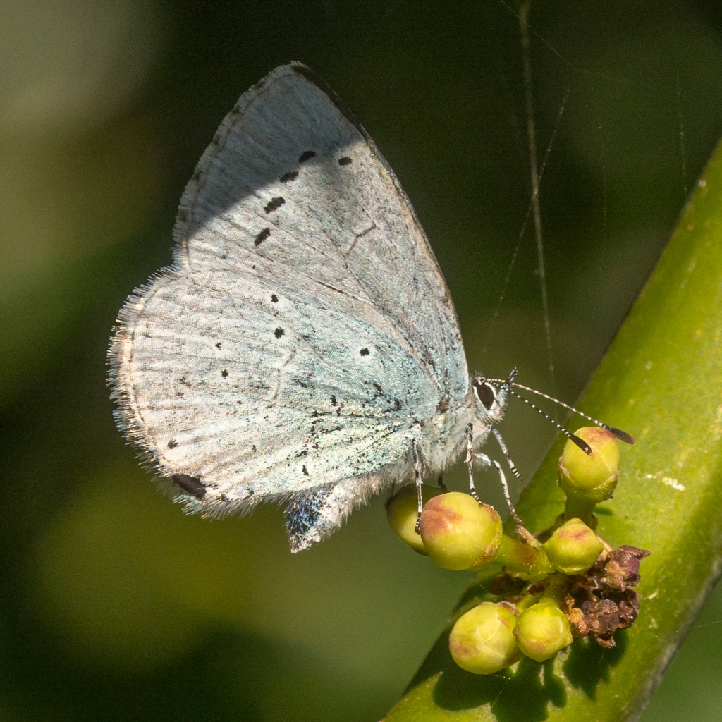 Photograph of a Holly Blue butterfly on a stem