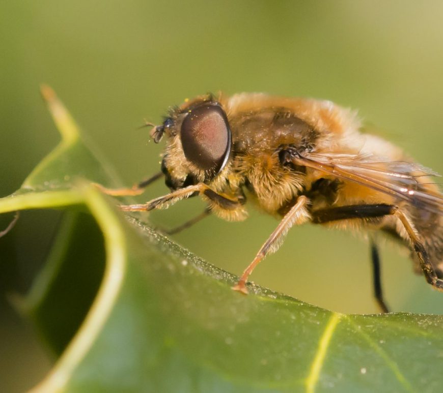 Photograph of a hoverfly resting on a leaf