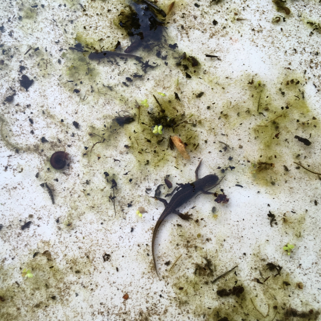 Photograph of newts, ramshorn snail and other results of pond dipping