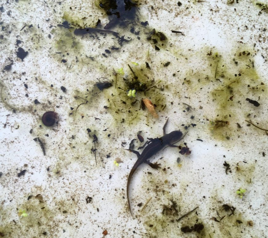 Photograph of newts, ramshorn snail and other results of pond dipping