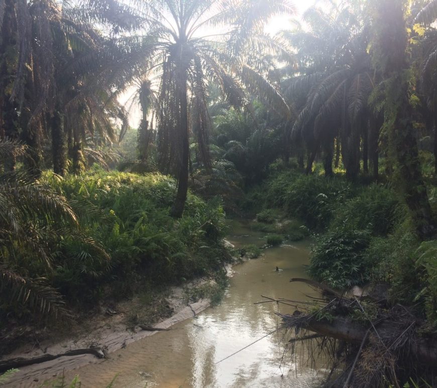 River running through oil palm