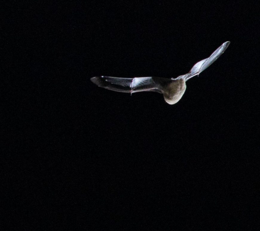 Photograph of a bat at night