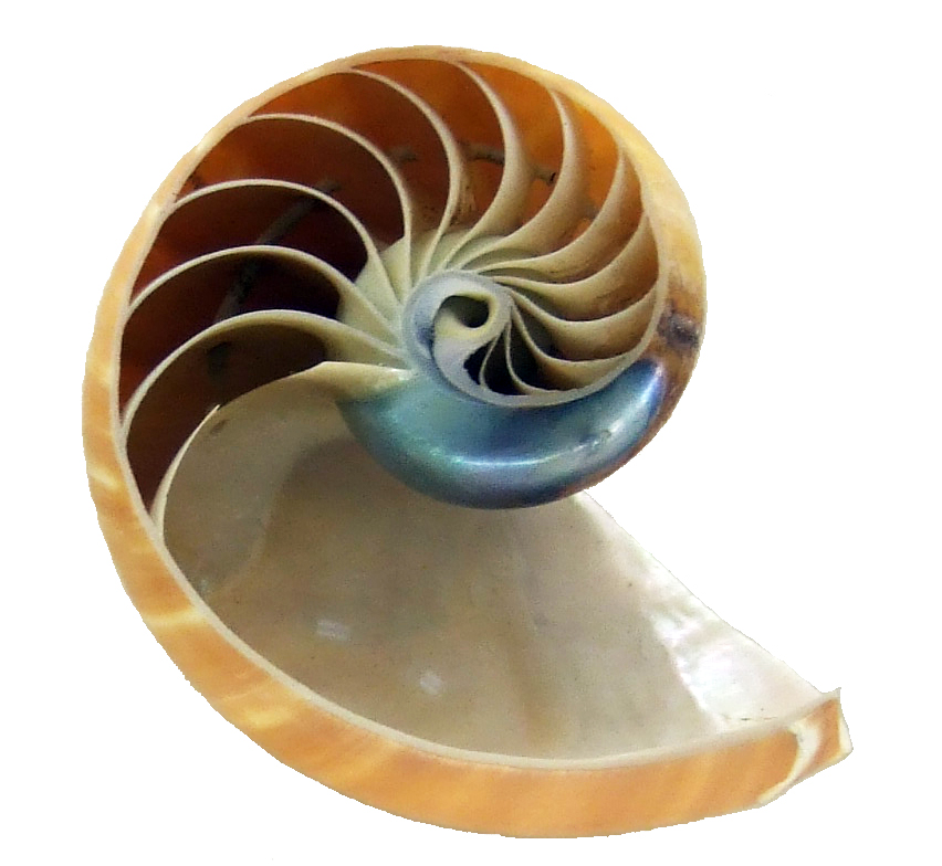 Photograph of a sections nautilus shell