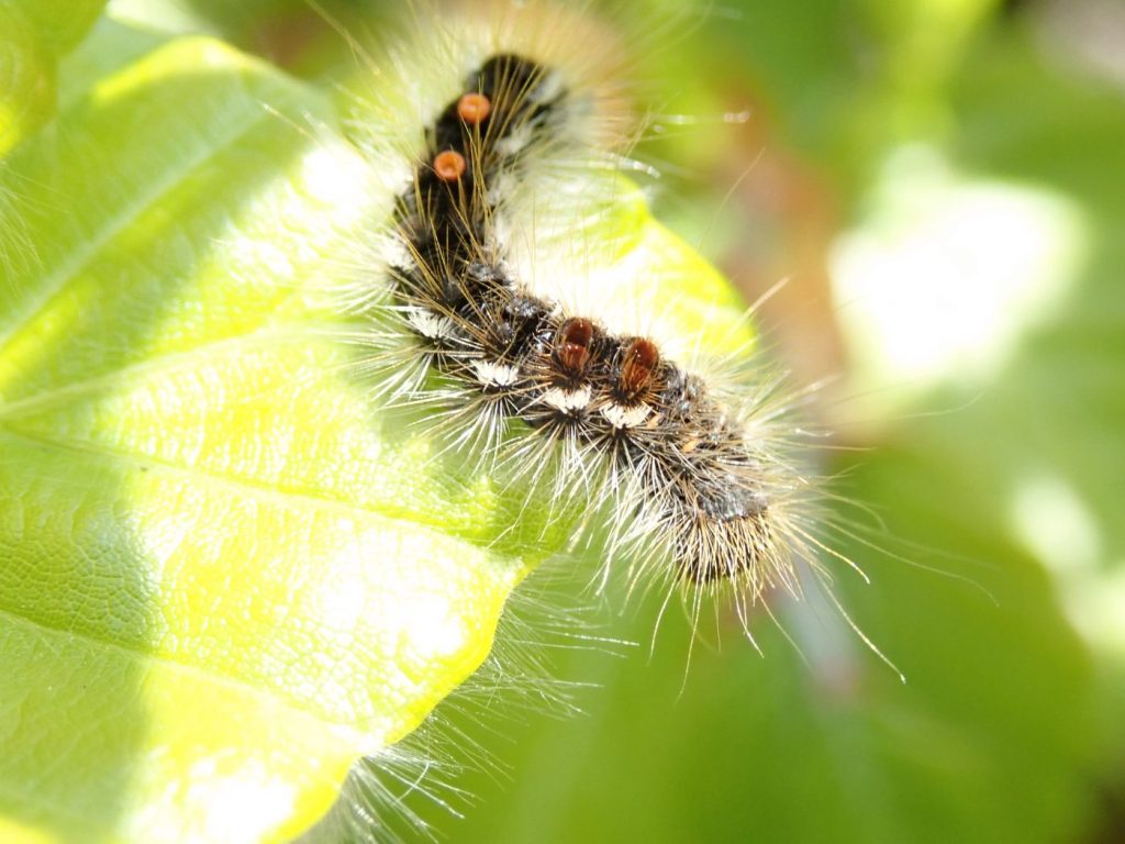 Photograph of a browntail caterpillar