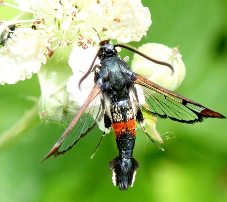 Photograph of a red belted clearwing moth
