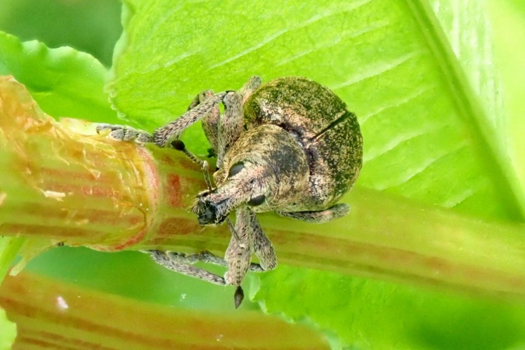Photograph of a large weevil