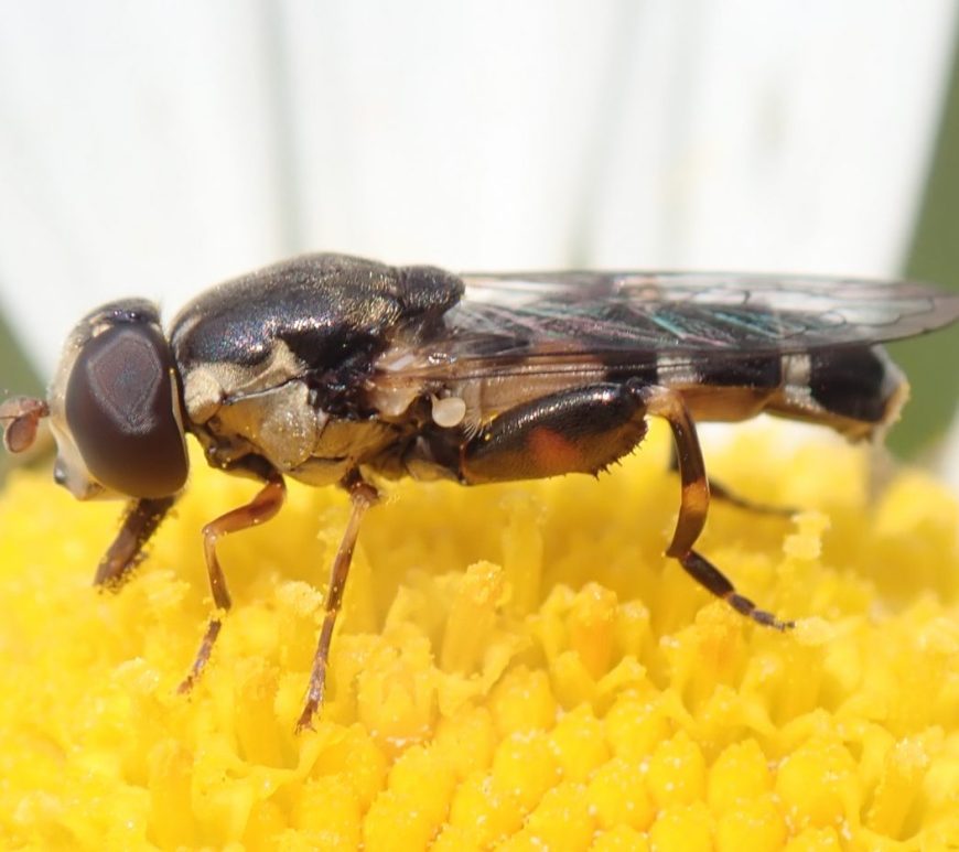 Photograph of a small hoverfly on a flower