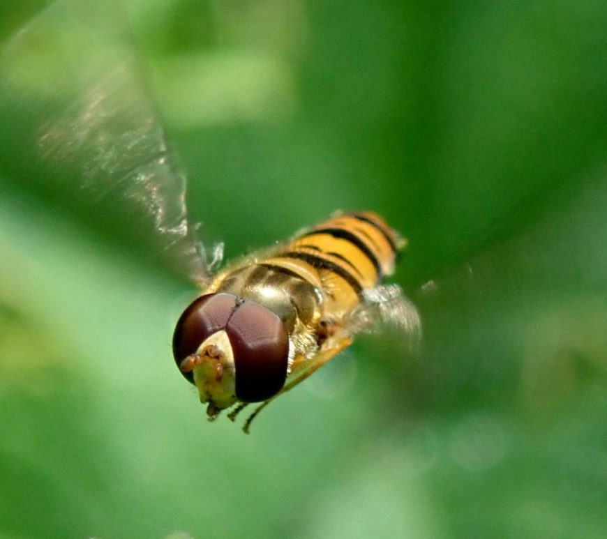 Photograph of a marmalade hoverfly in flight
