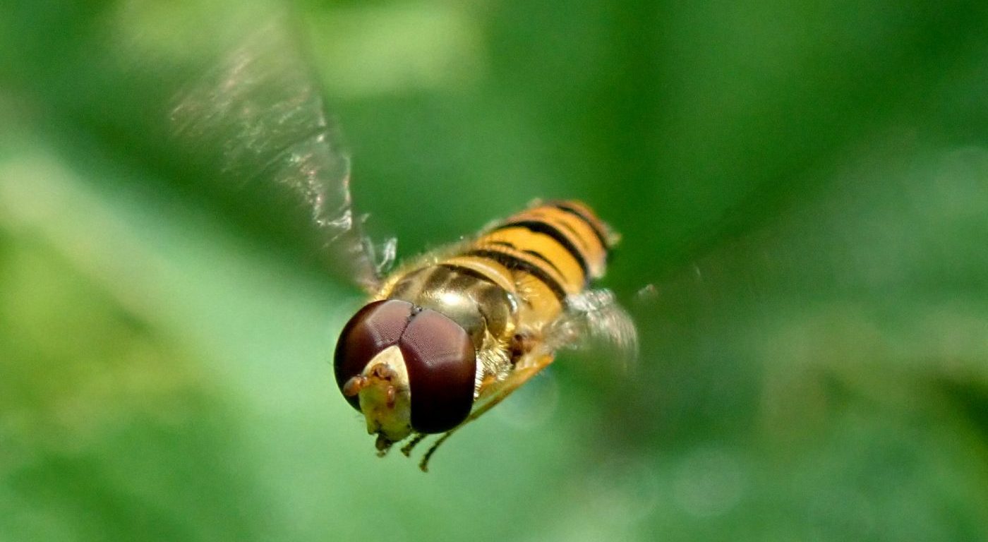 Photograph of a marmalade hoverfly in flight