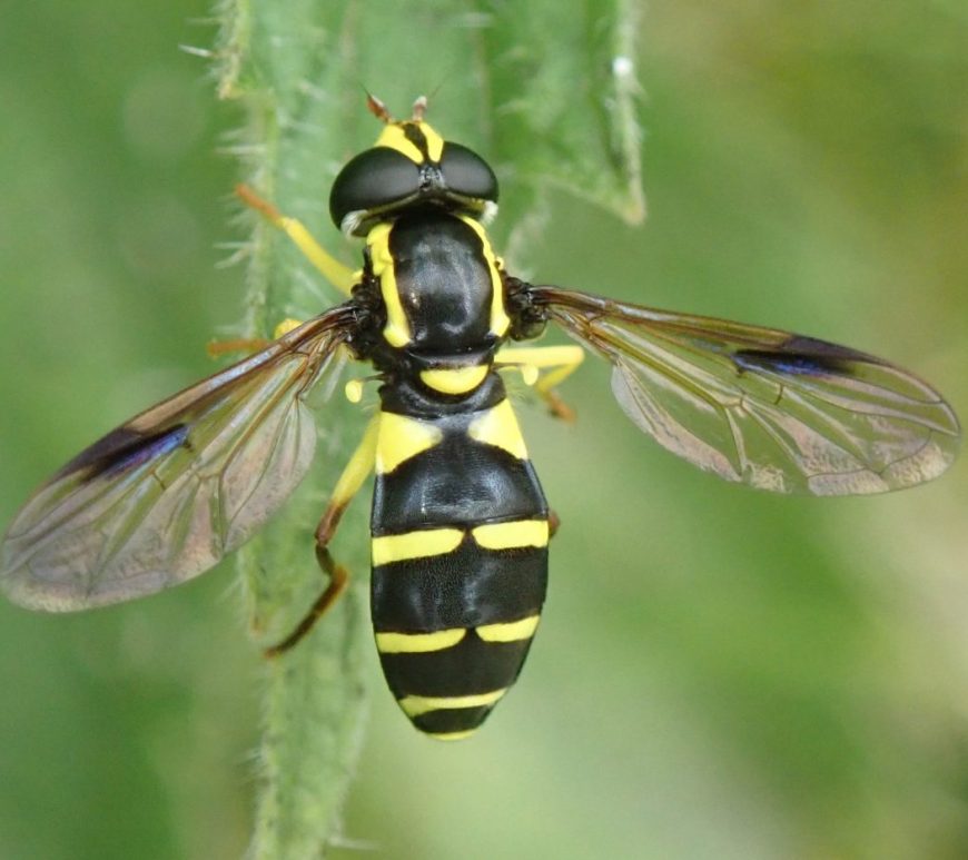 Photograph of a hoverfly