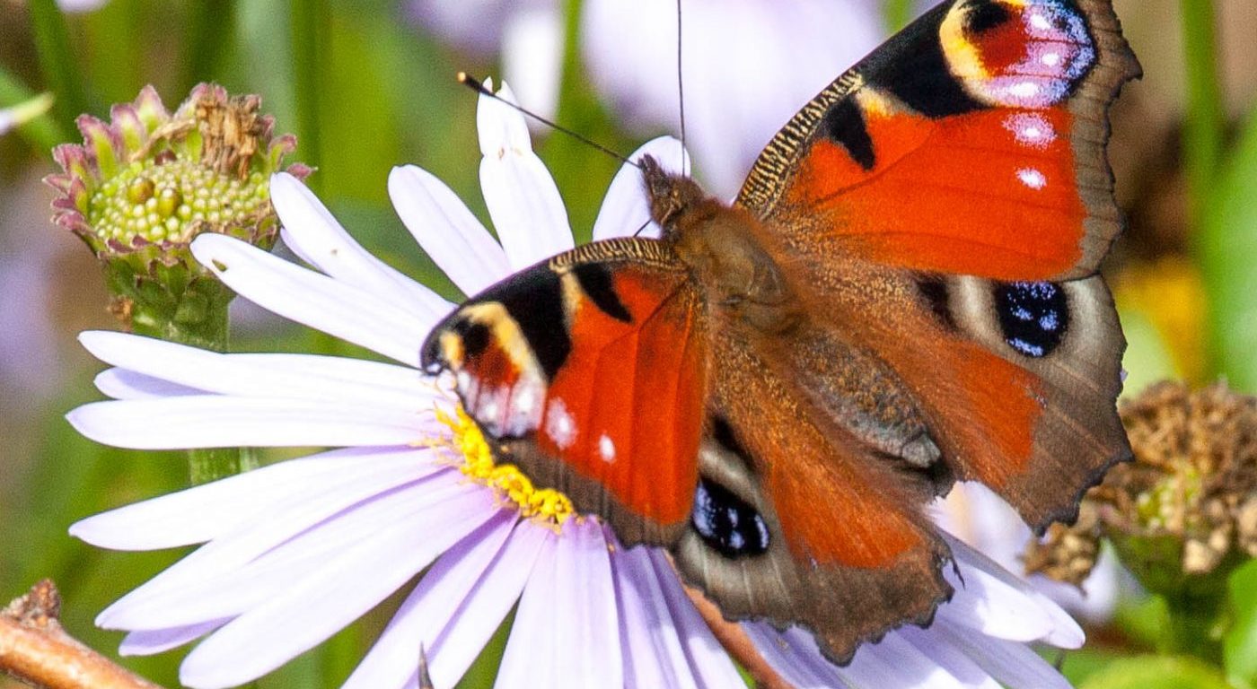 Photograph of a peacock buttefly on a flower