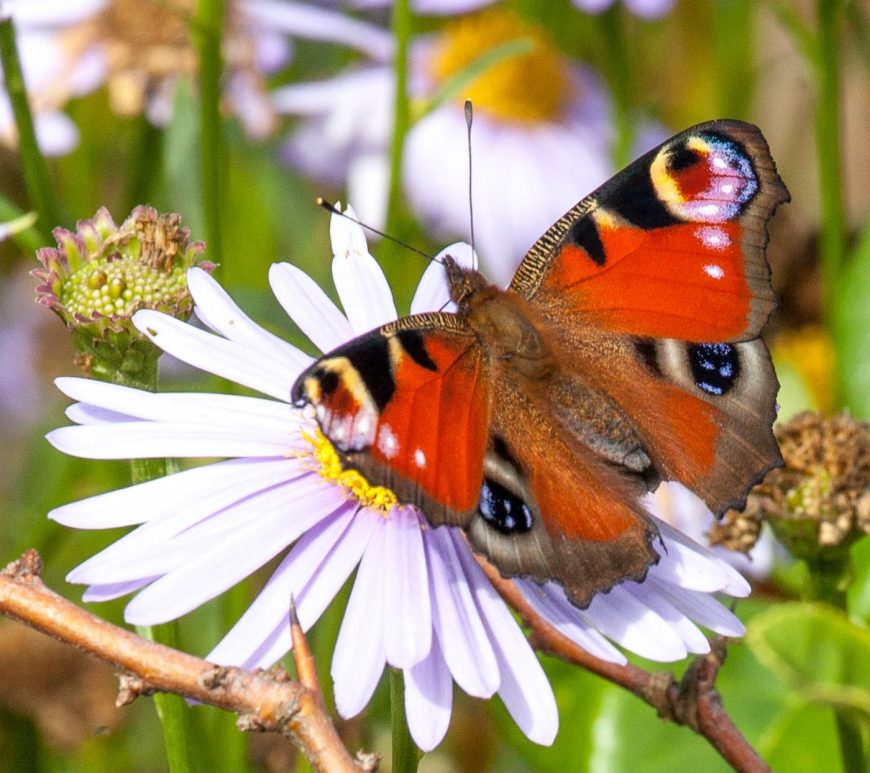 Photograph of a peacock buttefly on a flower