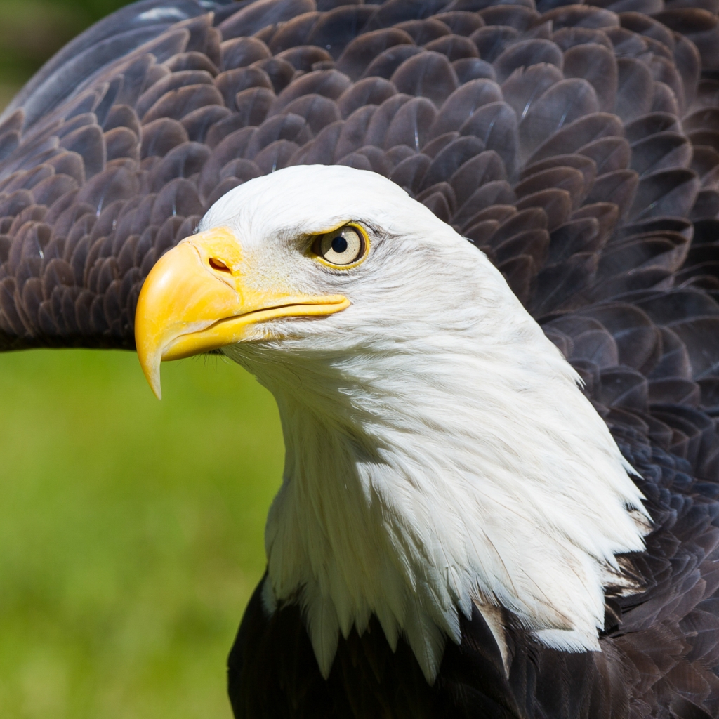 Photograph of a bald eagle
