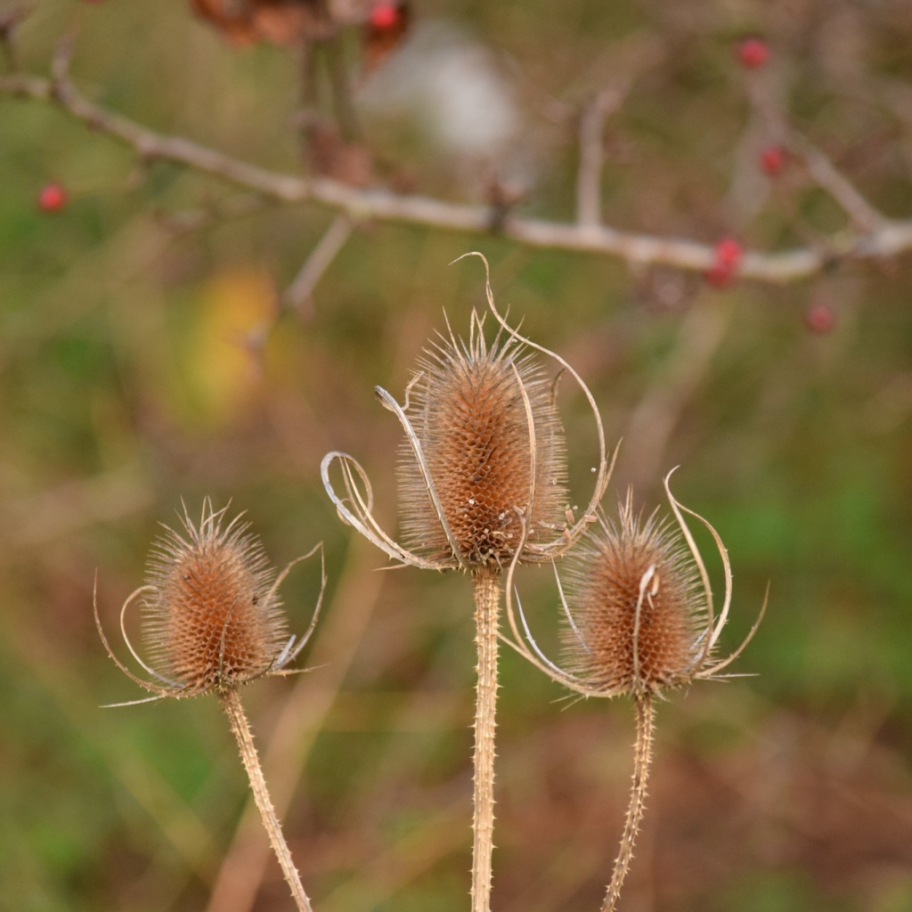 Photograph of teasels