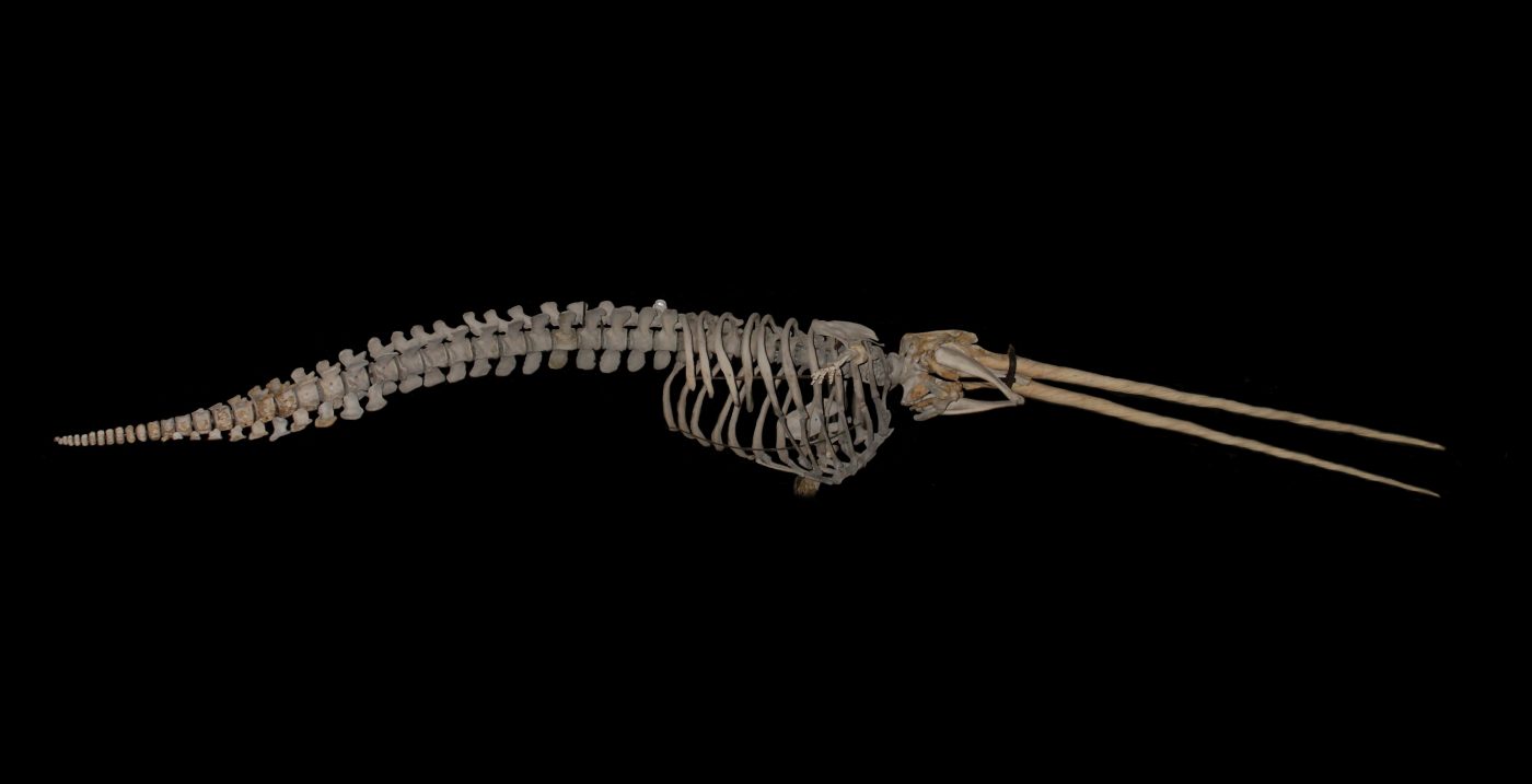 Animal Alphabet: N is for Narwhal – Museum of Zoology Blog
