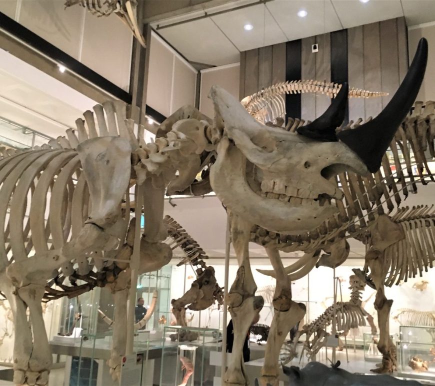 Skeleton of a rhinoceros in the lower gallery of the Museum of Zoology