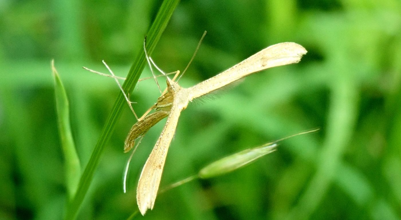 Photograph of a plume moth